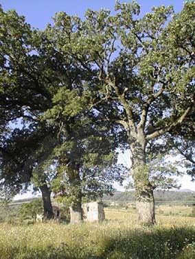 le querce dietro la cappella