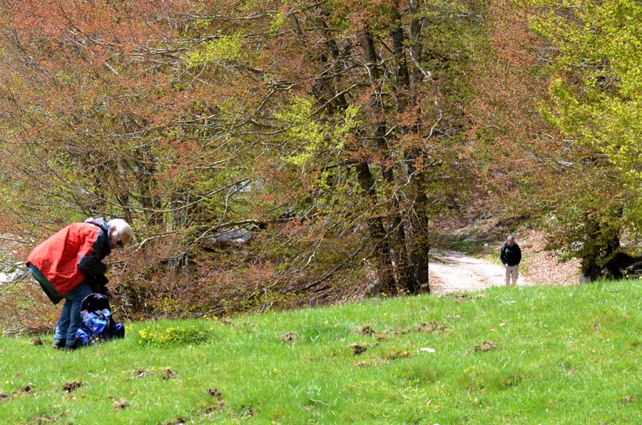 acta sugli alburni