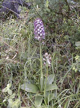 Orchis purpurea